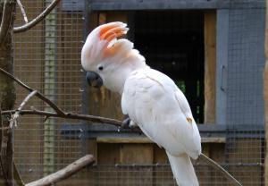 Cacatoès des Moluques (Cacatua moluccensis)