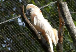 Cacatoès des Philippines (Cacatua haematuropygia)