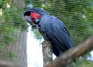 Cacatoès noir (Probosciger aterrimus goliath)