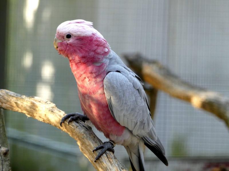 Cacatoès rosalbin (Eolophus roseicapilla)
