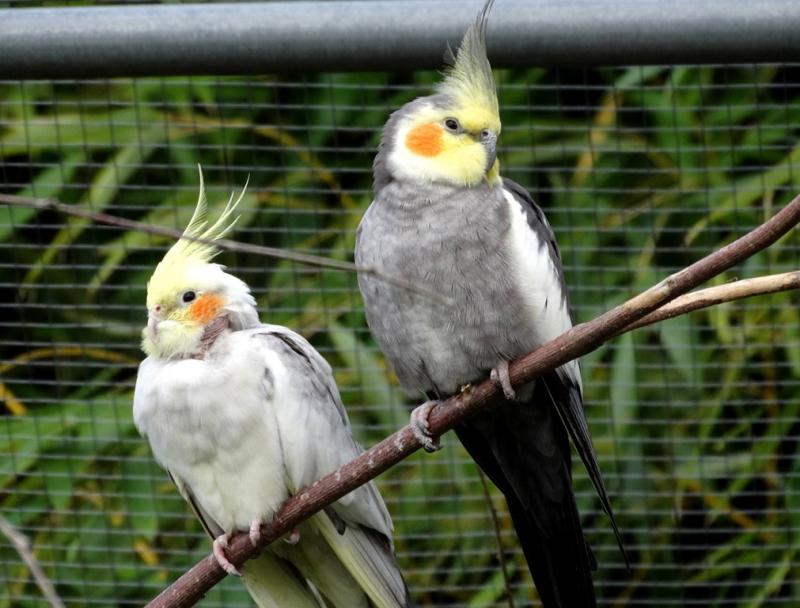 Calopsitte élégante (Nymphicus hollandicus)