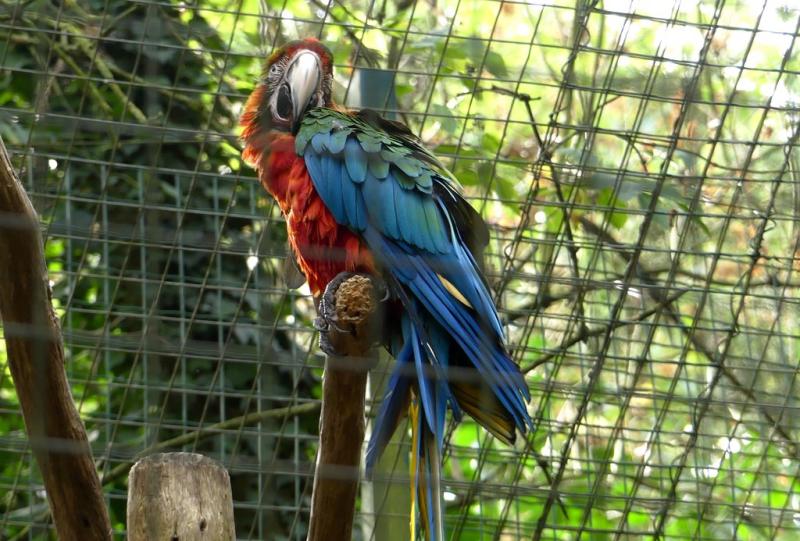 Ara arlequin (hybride)