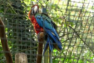 Ara arlequin (hybride)