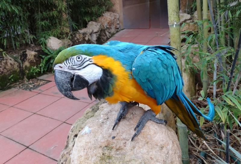 Ara bleu (Ara ararauna)