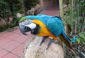 Ara bleu (Ara ararauna)