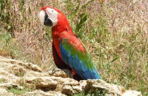 Ara chloroptère (Ara chloropterus)