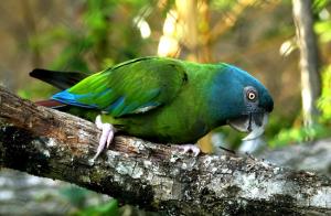 Ara de Coulon - Psittaciformes (Primolius couloni)