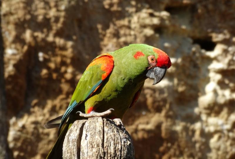 Ara de Lafresnaye (Ara rubrogenys)