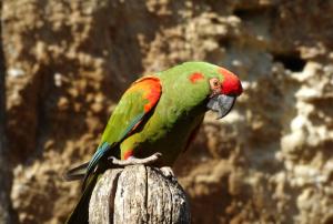Ara de Lafresnaye (Ara rubrogenys)