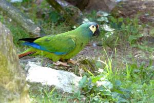 Ara d'Illiger - Psittaciformes (Primolius maracana)