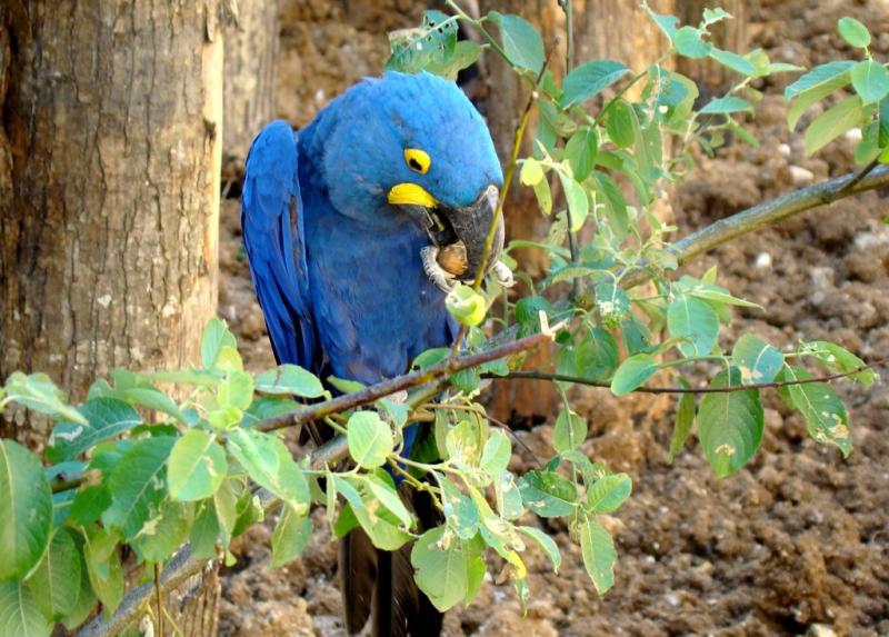 Ara hyacinthe (Anodorhynchus hyacinthinus)
