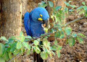 Ara hyacinthe (Anodorhynchus hyacinthinus)