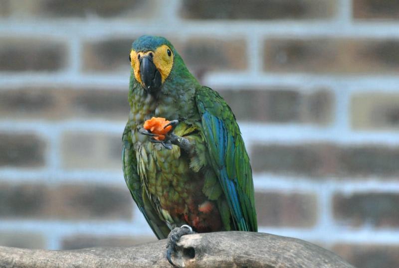 Ara macavouanne (Orthopsittaca manilatus)
