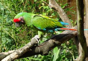 Ara militaire - Psittaciformes (Ara militaris)