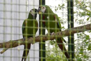 Ara vert - Psittaciformes (Ara severus)