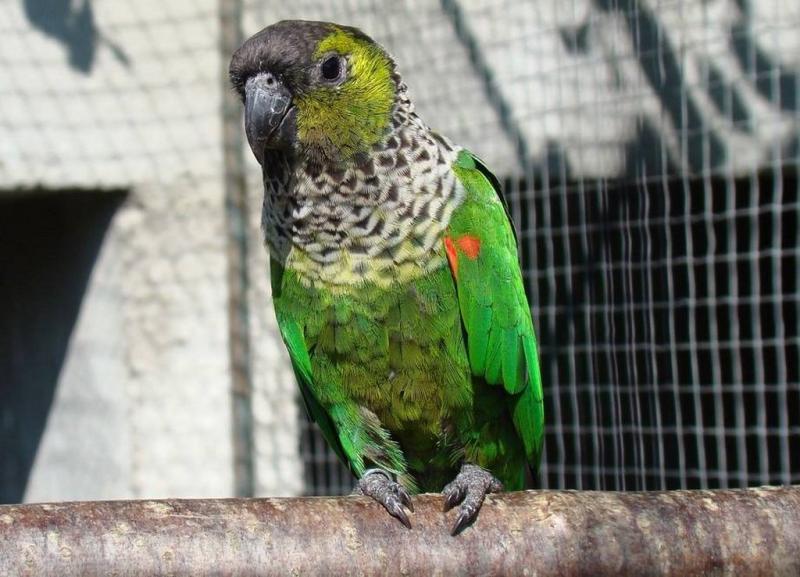 Conure à cape noire (Pyrrhura rupicola)
