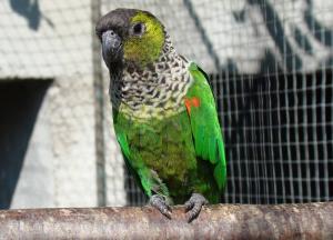 Conure à cape noire - Psittaciformes (Pyrrhura rupicola)