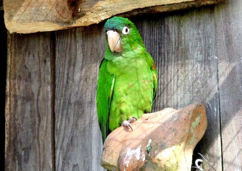 Conure à tête bleue (Thectocercus acuticaudatus)