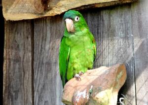 Conure à tête bleue - Psittaciformes (Thectocercus acuticaudatus)