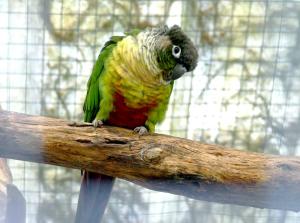 Conure de Molina (Pyrrhura molinae)