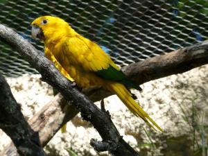 Conure dorée (Guaruba guarouba)