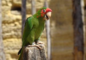 Conure mitrée - Psittaciformes (Psittacara mitratus)