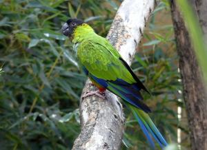 Conure nanday - Psittaciformes (Aratinga nenday)