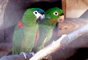 Conure pavouane - Psittaciformes (Psittacara leucophthalmus)