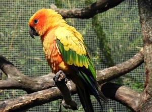 Conure soleil - Psittaciformes (Aratinga solstitialis)