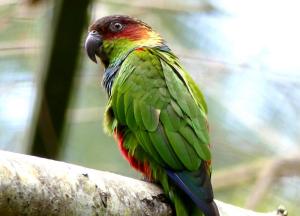 Conure tiriba - Psittaciformes (Pyrrhura cruentata)