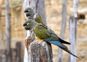 Perruche de Patagonie (Cyanoliseus patagonus)
