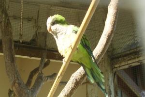 Perruche souris - Psittaciformes (Myiopsitta monachus)