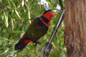 Lori à calotte noire (Lorius lory)