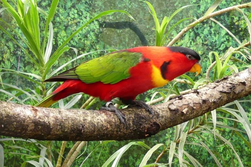 Lori à collier jaune (Lorius chlorocercus)