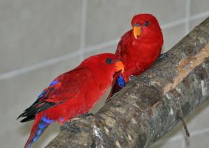 Lori écarlate (Eos bornea)