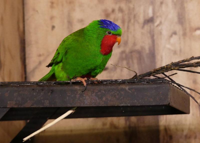 Lori fringillaire (Vini australis)