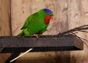 Lori fringillaire (Vini australis)