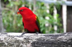 Lori noira (Lorius garrulus)