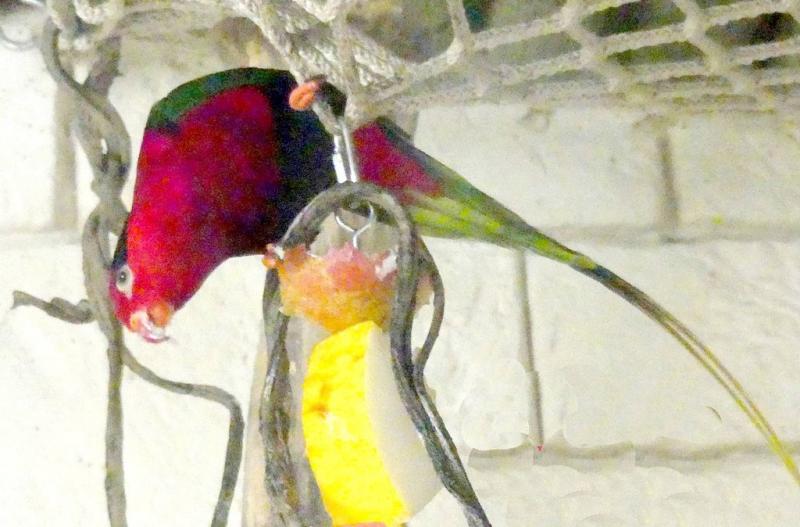 Lori papou (Charmosyna papou)