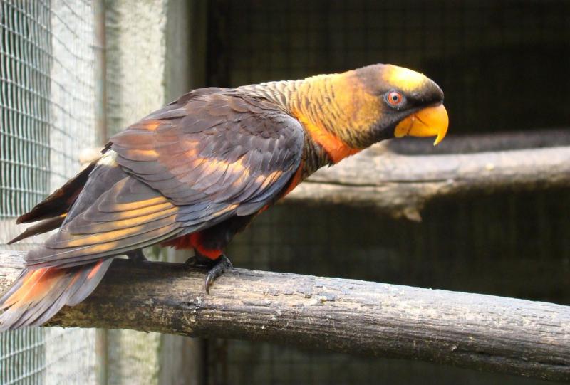Lori sombre (Pseudeos fuscata)