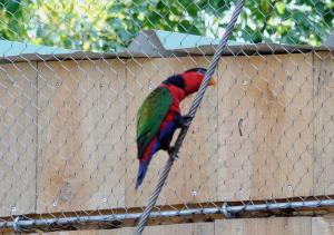 Lori tricolore (Lorius lory)