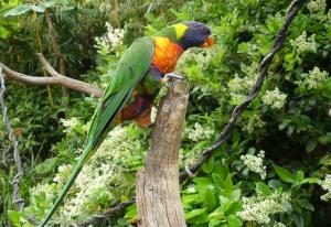 Loriquet arc-en-ciel (Trichoglossus moluccanus)