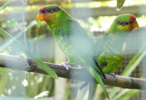 Loriquet de Johnstone - Psittaciformes (Trichoglossus johnstoniae)