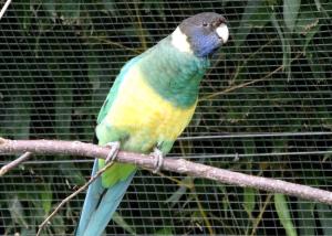 Perruche à collier jaune (Barnardius zonarius)