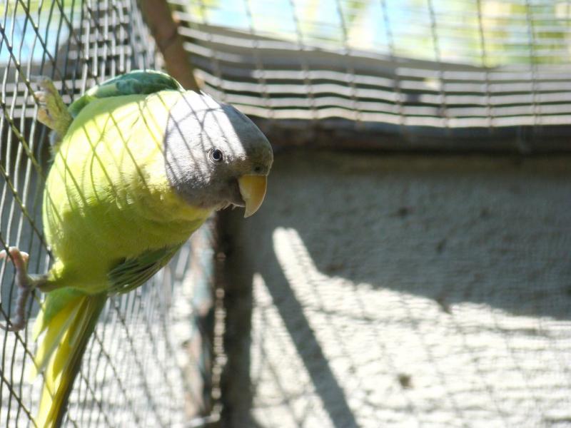 Perruche à tête prune (Psittacula cyanocephala)