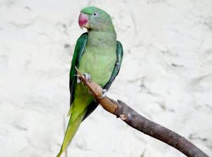 Perruche Grand-Alexandre - Psittaciformes (Psittacula eupatria)