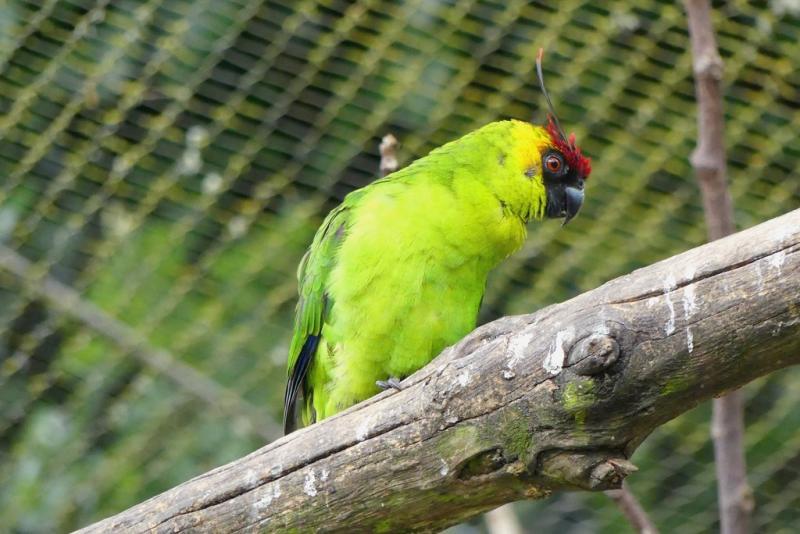 Perruche cornue (Eunymphicus cornutus)