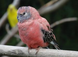 Perruche de Bourke (Neopsephotus bourkii)
