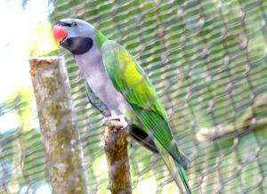Perruche de Derby (Psittacula derbiana)