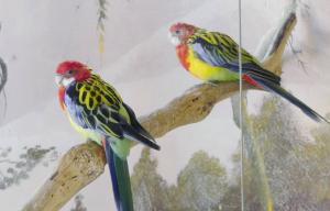Perruche omnicolore (Platycercus eximius)